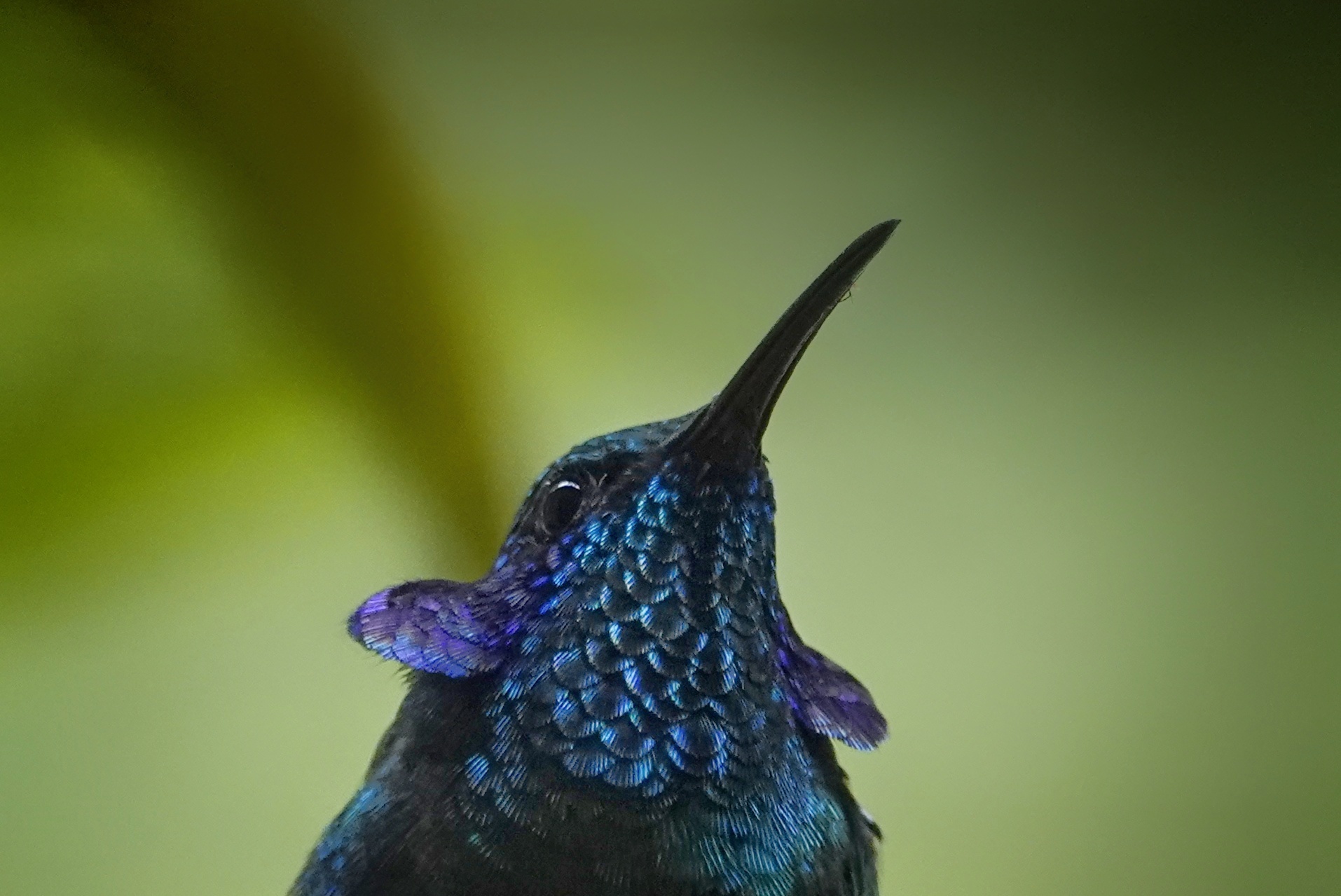 Colibri bleu